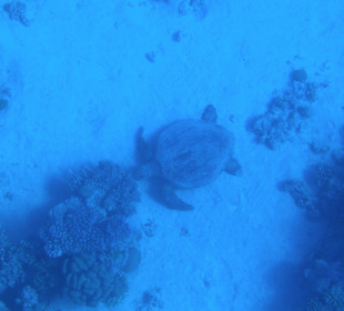 Außenriff Schildkröte