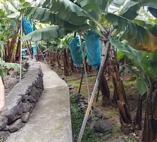 Wanderung durch eine Bananenplantage