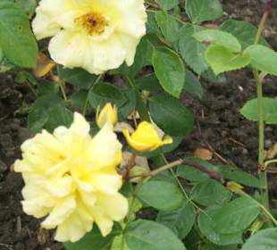 Bad Kissingen: Spaziergang durch den Rosengarten