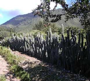 So soll eine Hecke aussehen