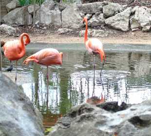 Xaman Ha Bird Park