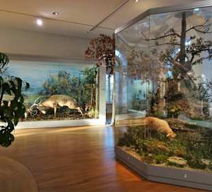 Diorama im Naturkundemuseum Coburg