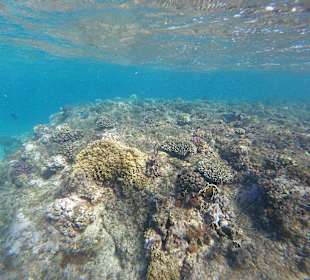 Schnorcheln am Hausriff