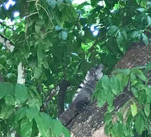 Ruine Chichén Itzá