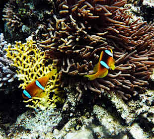 Nemo, Anemonenfisch