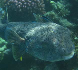 Unterwasserwelt Hausriff Arabia Beach