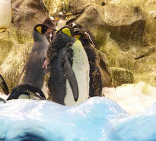 Willkommen in der Antarktis