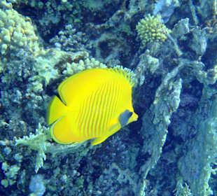 Falterfisch am Hausriff des Three Corners Fayrouz Plaza Beac