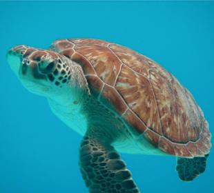 Schildkrötengarantie auf Klein-Curacao