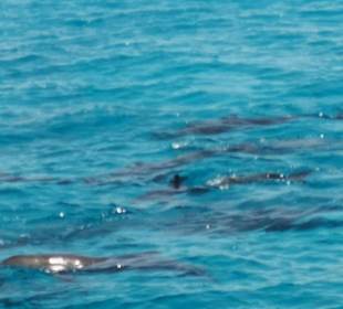Delfin Tour Hurghada