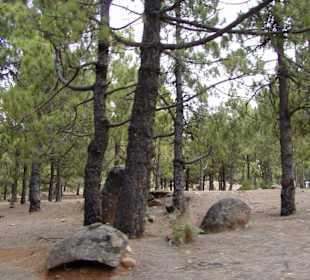 Hier gibts sogar Wälder