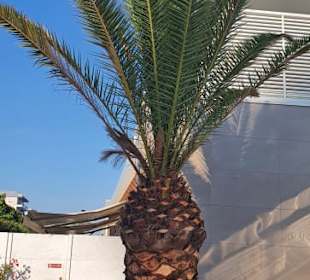 Palmen am Restaurant