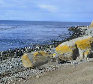 Park Narodowy Isla Magdalena