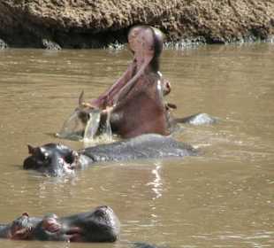 Flusspferde am Mara Fluss