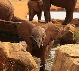 Wasserloch Voi Lodge