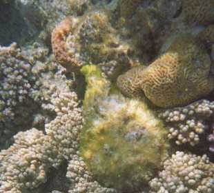 Hausriff des Fort Arabesque