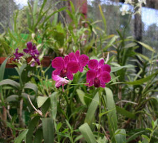 Botanischer Garten Kandy
