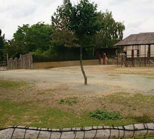 Safari Dvůr Králové nad Labem