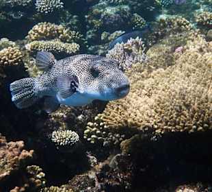 Weißflecken-Kugelfisch