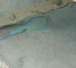 Schnorcheln Makadi Bay