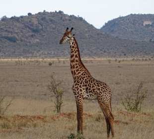 Giraffe im Tsavo Ost
