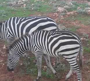 Safari Park Cala Millor