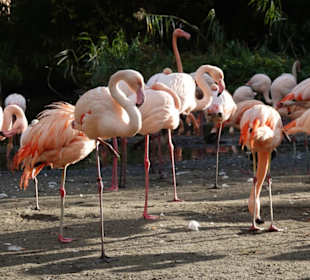 Flamingos