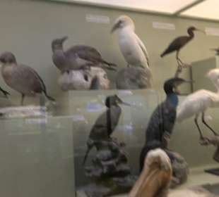 Naturhistorisches Museum