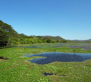 Sehr viele Wasservögel