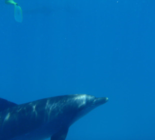 Schwimmen mit Delfinen beim  Dolphin house