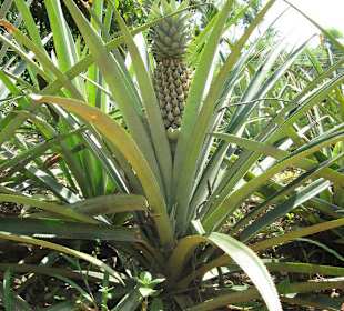 Besuch einer Ananasplantage