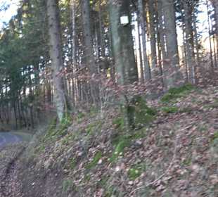 Wanderung rund um den Ochsenweiher