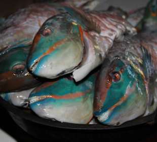 Zum Mittag ein Papageifisch