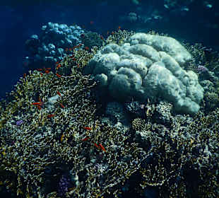 Schnorcheln Marsa Alam