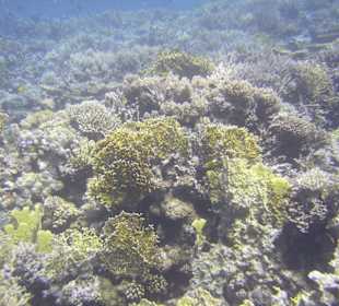 Tauchgebiet Poseidon Garden