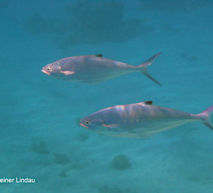 Himmelblauer Füsilier