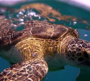 Pływanie z żółwiami! 