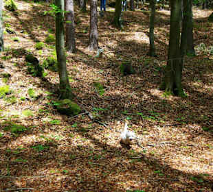 Wanderung zum Bärenfels