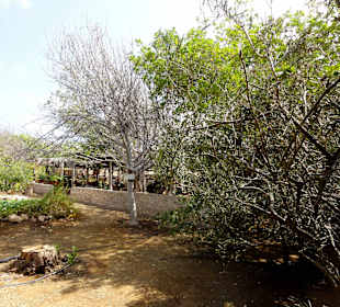 Impressionen vom Rundgang durch den Kräutergarten