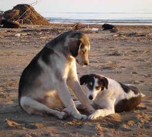 Spielende Hunde am Strand 
