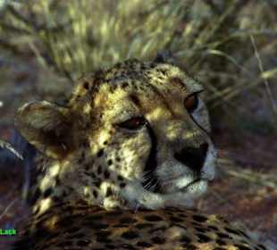Gepard