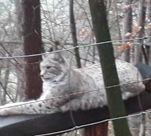 Wandern Bad Schandau