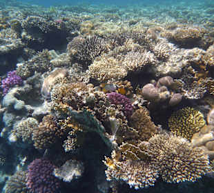 Korallen mit Fischen