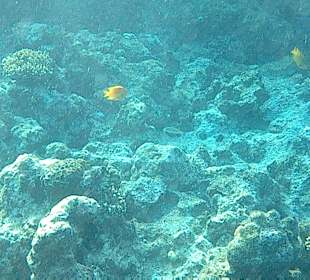 Schnorcheln Hurghada