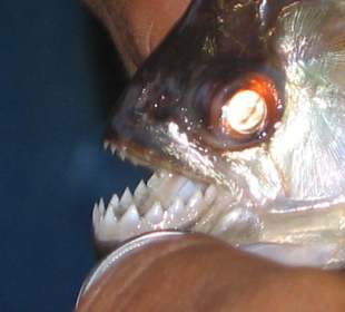 Piranha