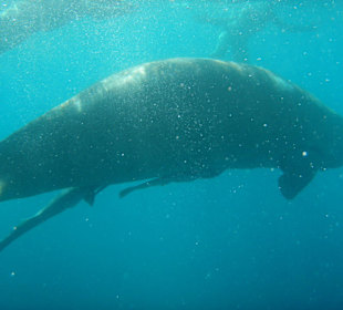 Seekuh / Dugong