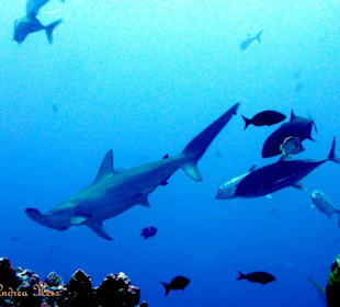 Hammerhai - Tauchen Cocos Island