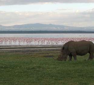 Lake Nakuru