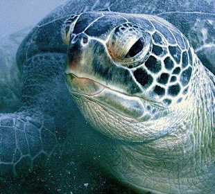 Green Turtle