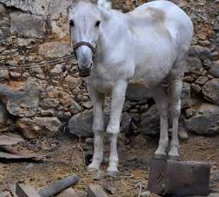 Osiołek ratunkowy na posterunku